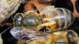  Bee with DWV but also perhaps cloudy wing virus; photo by Robert Snyder
